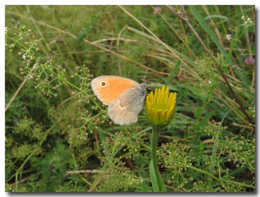 Coenonympha pamphilus